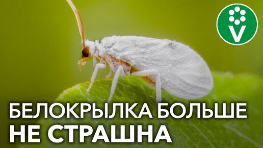 ПРОЩАЙ, БЕЛОКРЫЛКА! Избавляемся от белокрылки в теплице осенью проверенными средствами