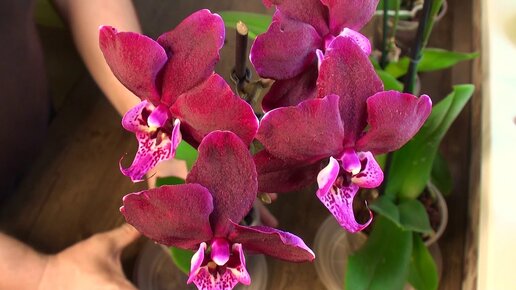 корни орхидеям цветущим потрошу для чего и что у меня в аптечке Орхомана?