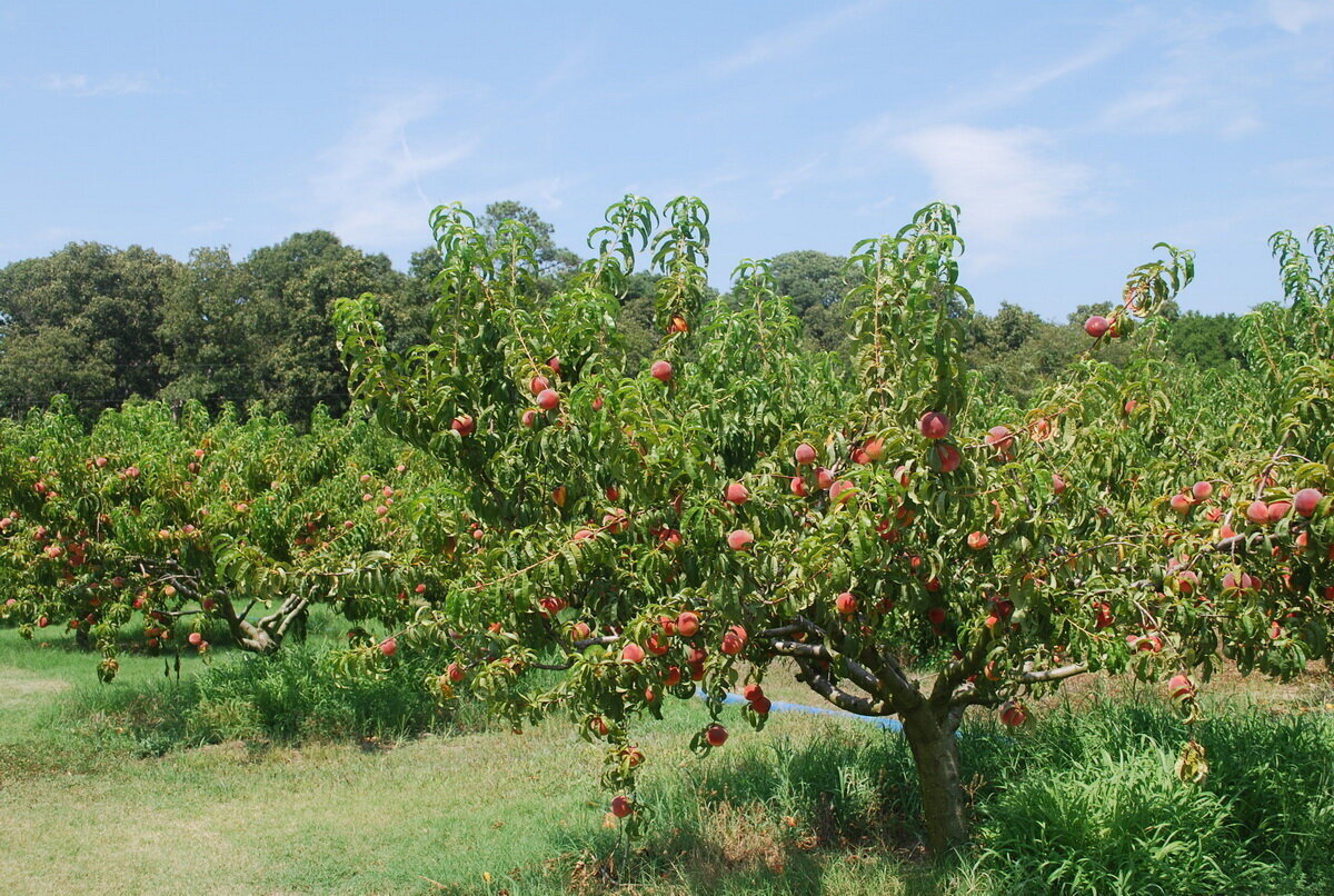 Персик обыкновенный дерево
