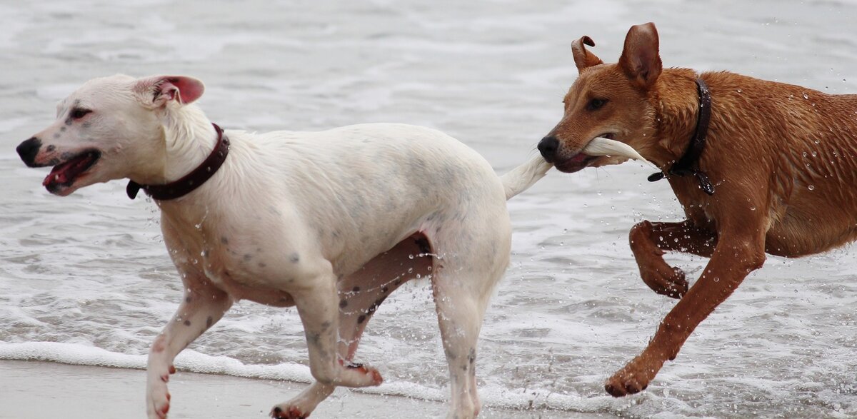 «У тебя с хвостом что-то не то. Ща исправим»
