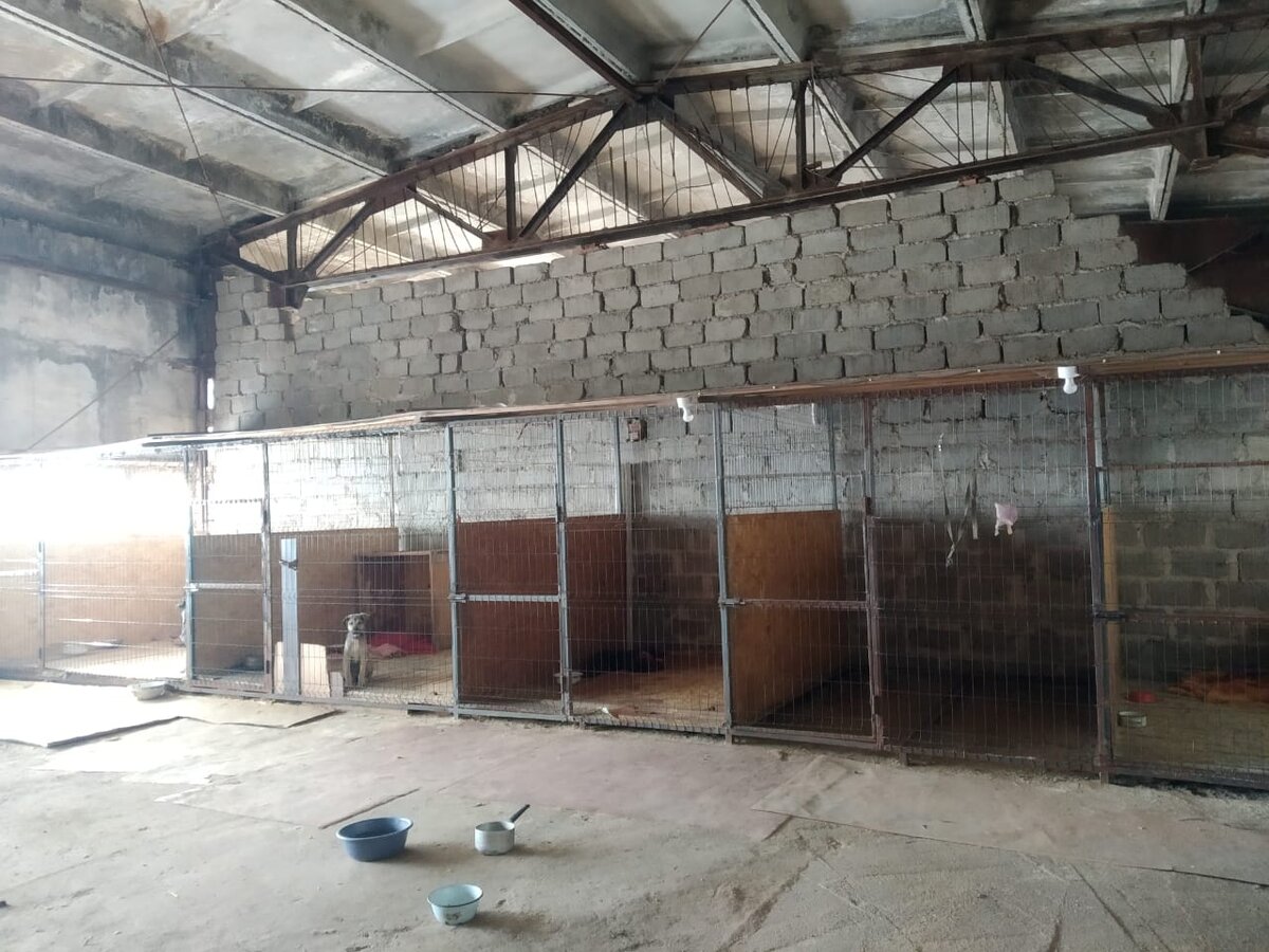 Карантинная зона в нашем приюте. Есть один постоялец.