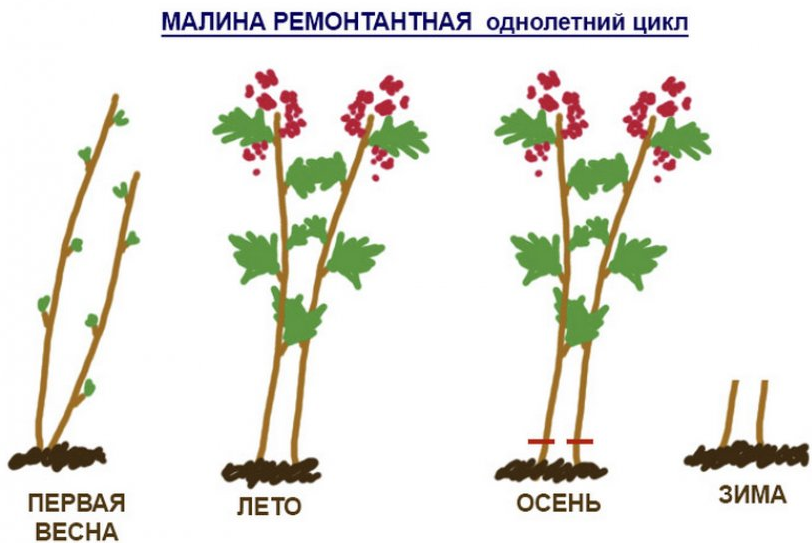 Как ухаживать за малиновым деревом