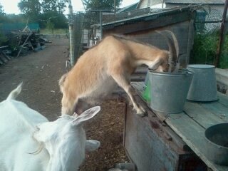 Фото автора. Ветка.