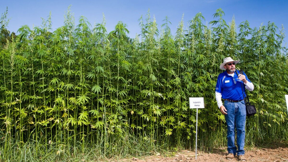 Фото:psyplants.info В США проведут первый мониторинг посевных площадей конопли