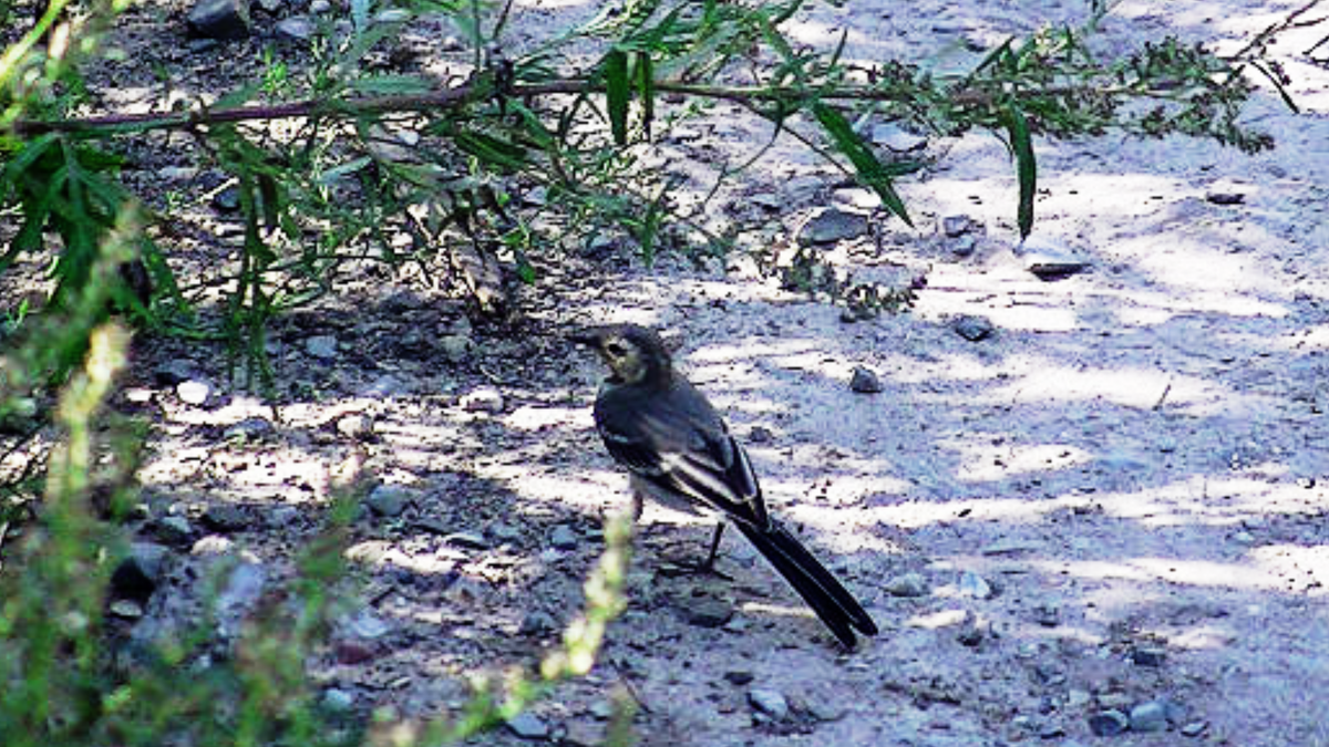 Трясогузка