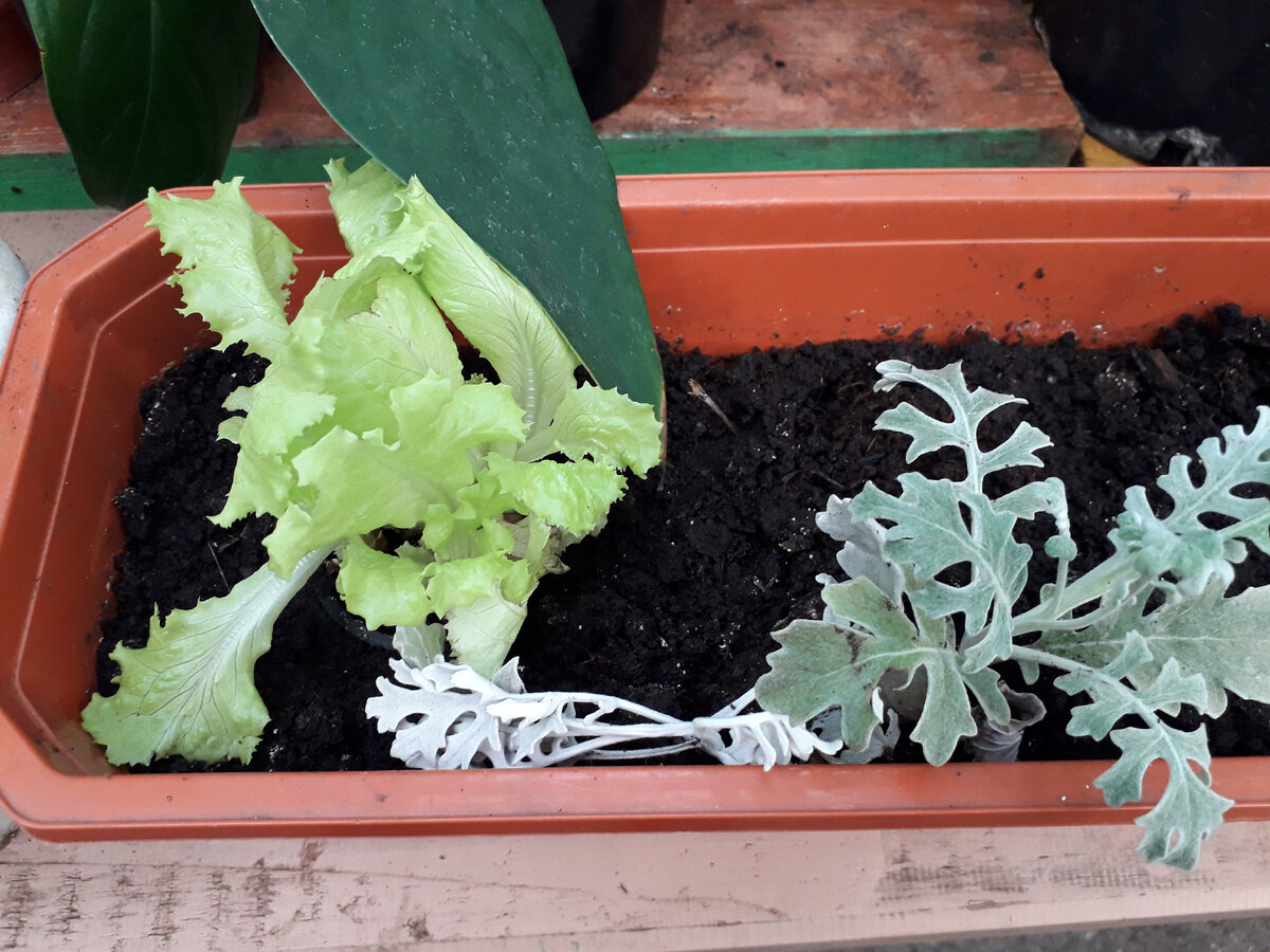 Как вырастить салат на подоконнике: выращивание из семян в квартире зимой