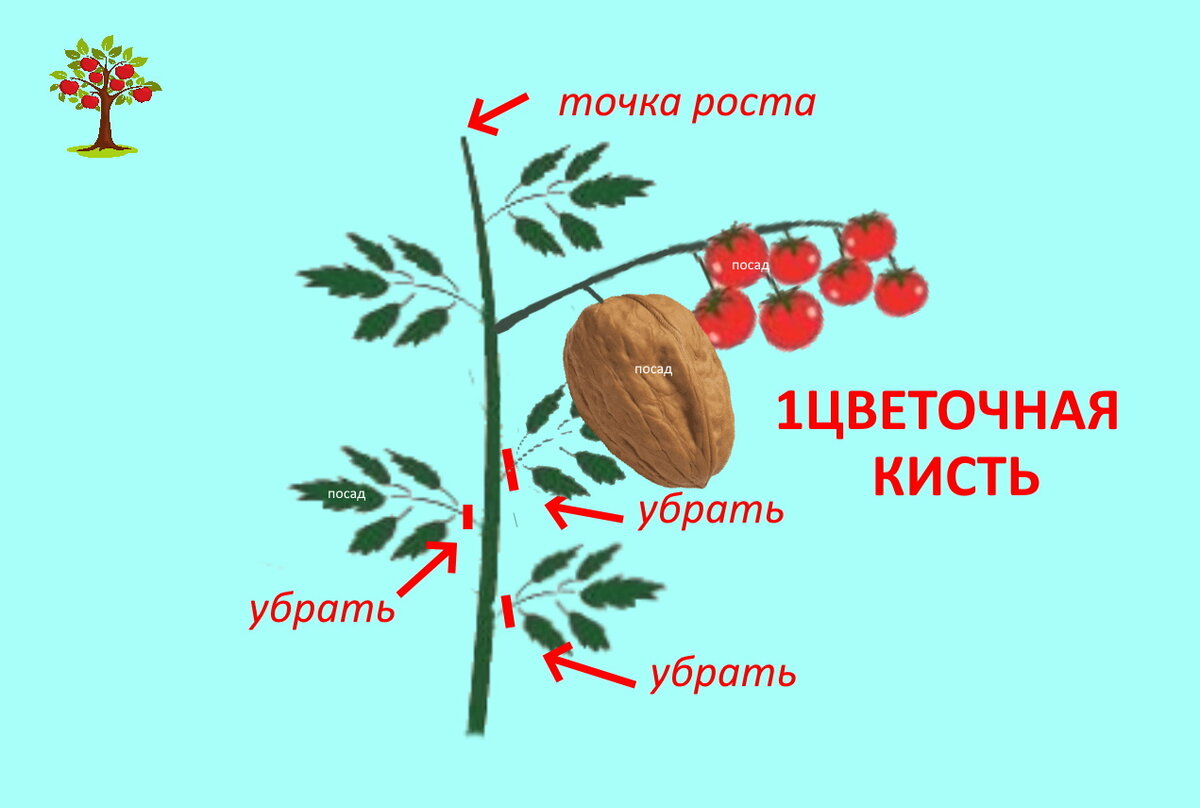 Листья ниже кисти начинаем убирать, как только первый плод в сформированной кисти становится размером с орех. Раньше - не надо.