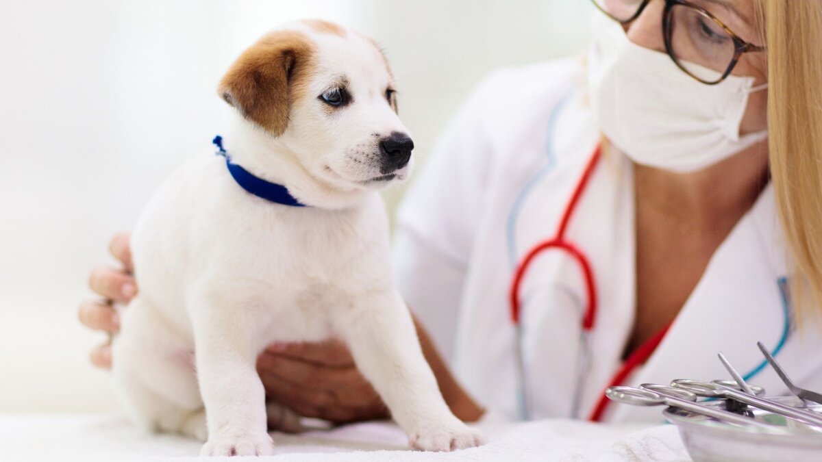 Щенок на приёме у ветеринара 