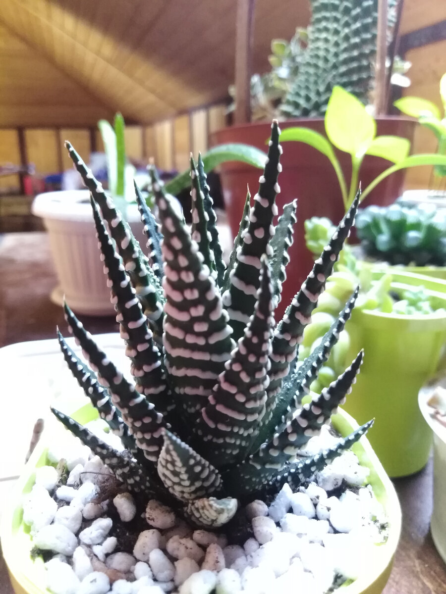 Хавортия Альба