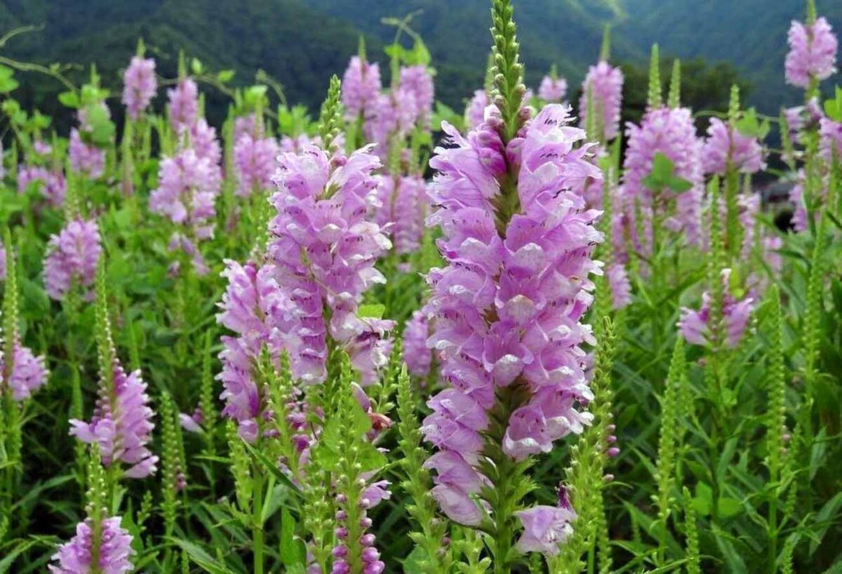 Физостегия виргинская