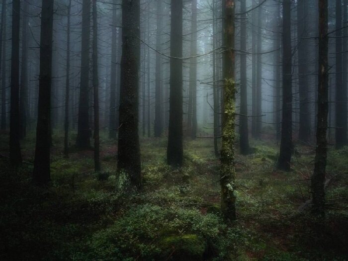 Фото Лес Самоубийц. Аокигахара.