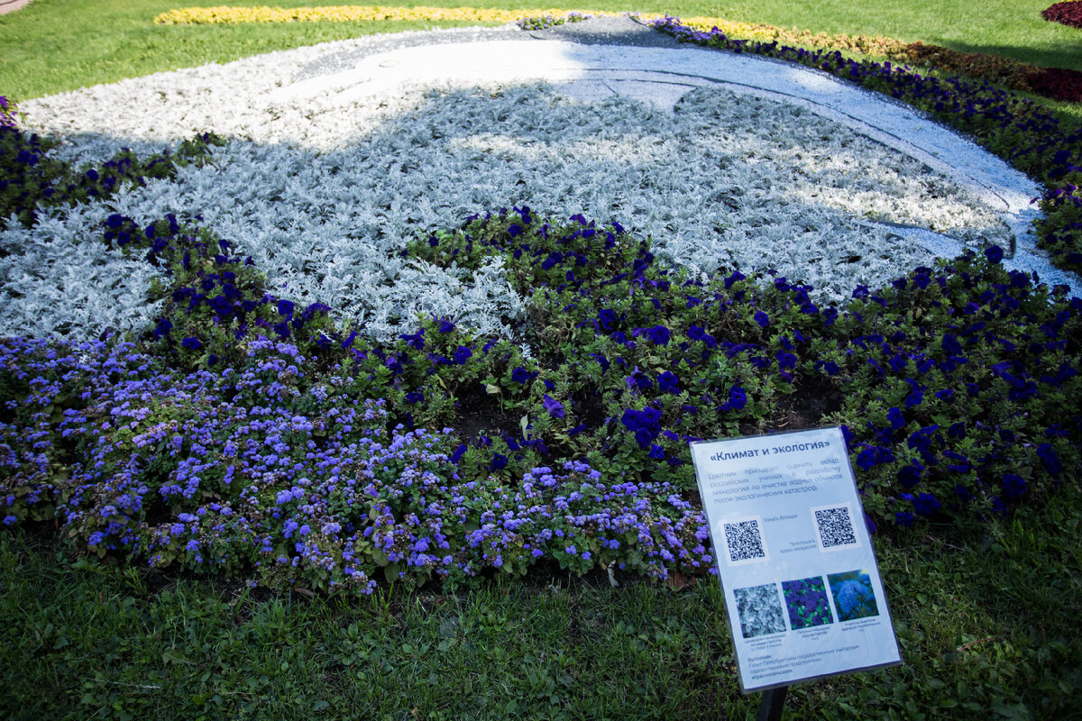 Александровский Сад, г. Санкт-Петербург. Петунии. Автор фото: Надежда Панова, http://nadia-photo.com
