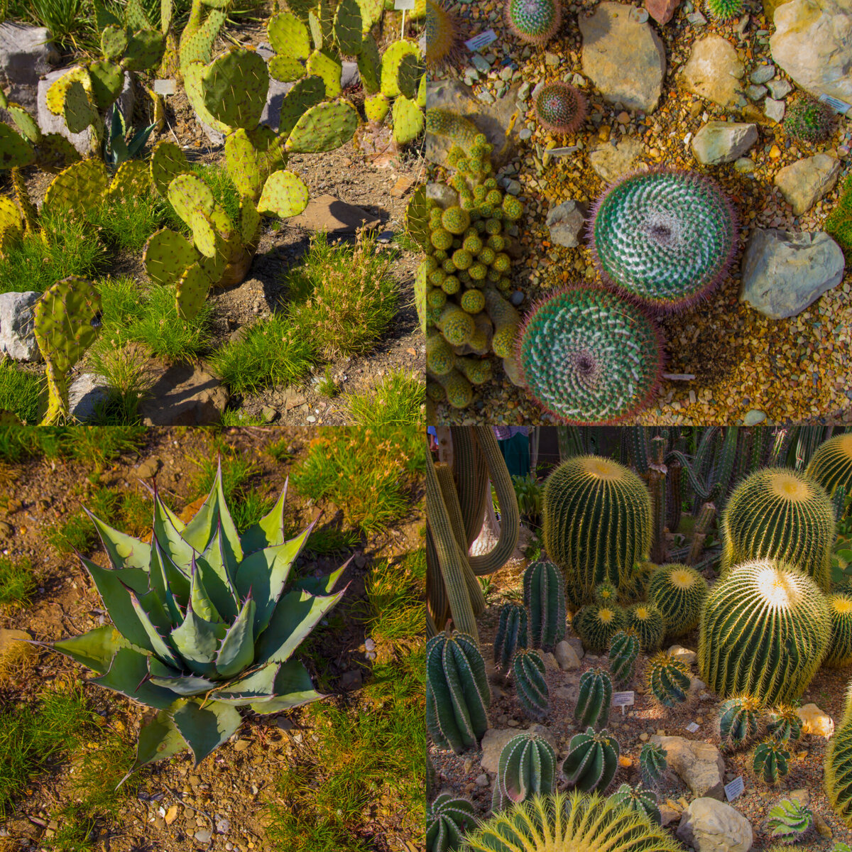 Агава в нижнем левом углу