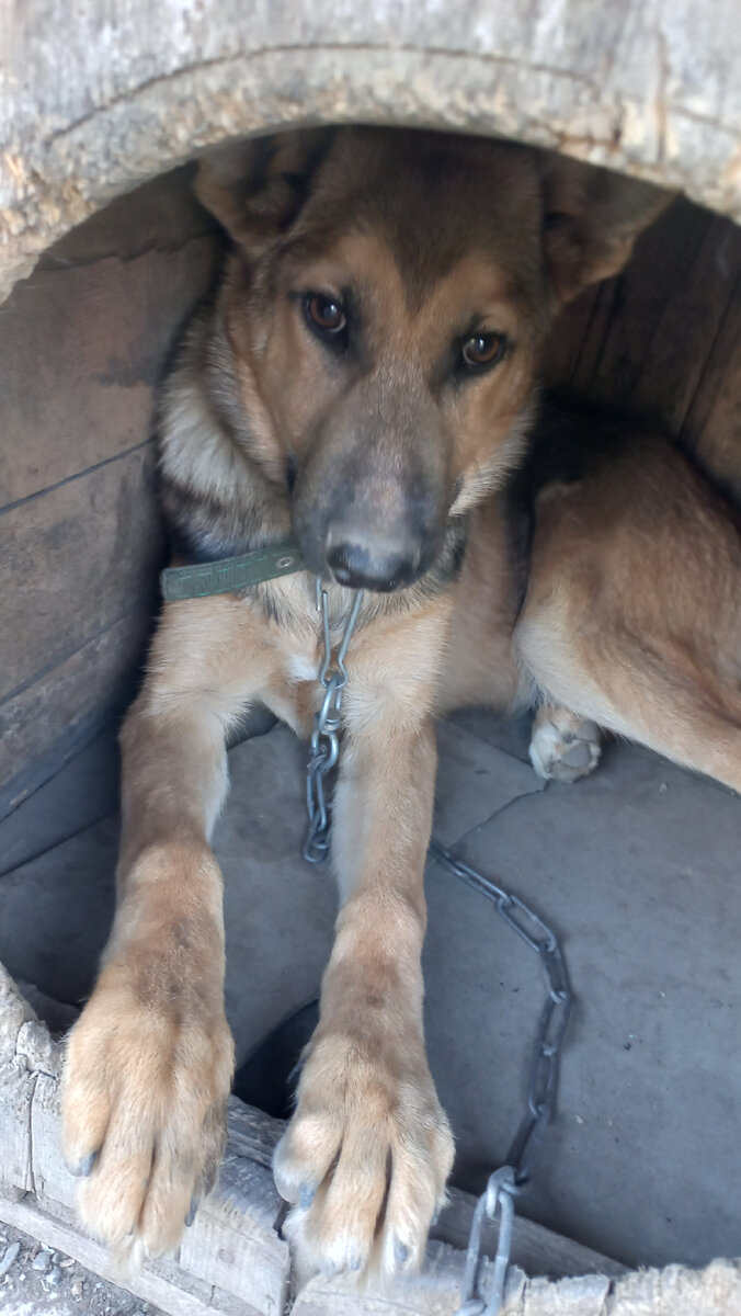 РОЙ! ДОМАШНИЙ ПИТОМЕЦ 