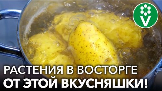 Вместо дорогих удобрений готовлю натуральную подкормку для всех растений абсолютно бесплатно!