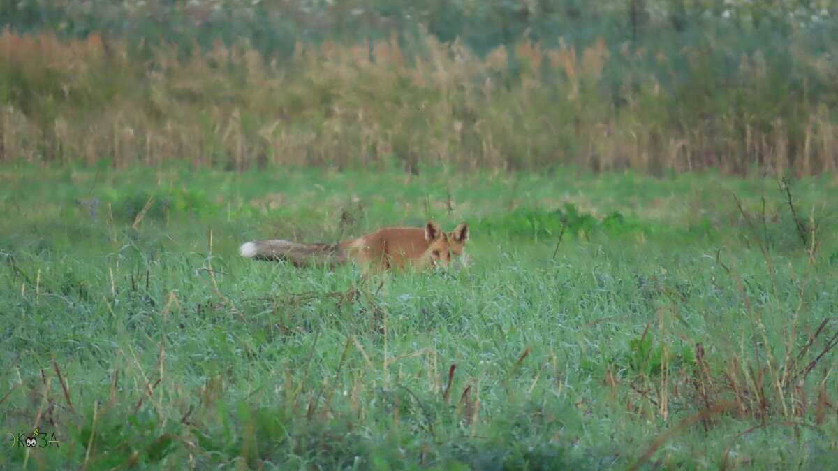 Лиса на рассвете. Кого-то увидела.