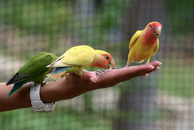 Какими должны быть вольеры для попугаев
