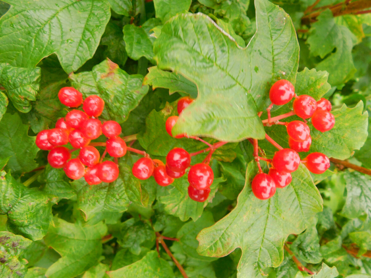 Viburnum opulus побег