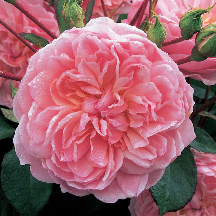 Фото David Austin Roses, Inc