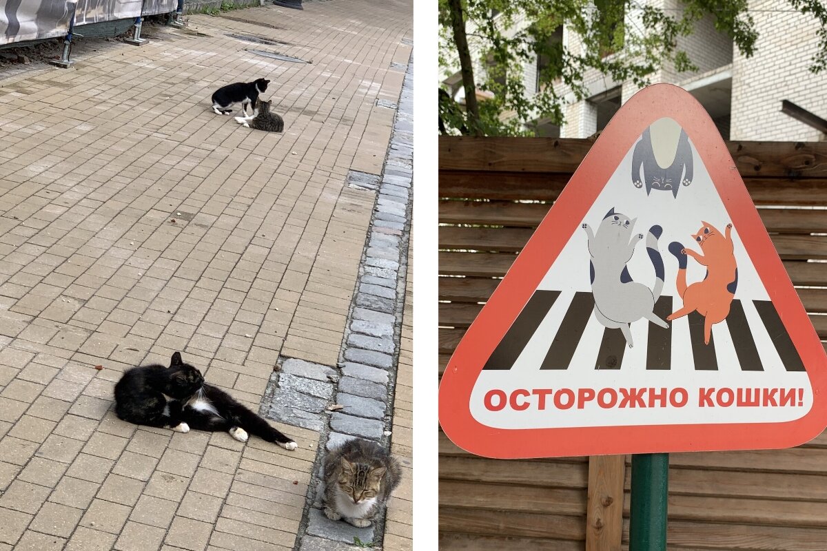Зеленоградск-Город кошек. Фото автора