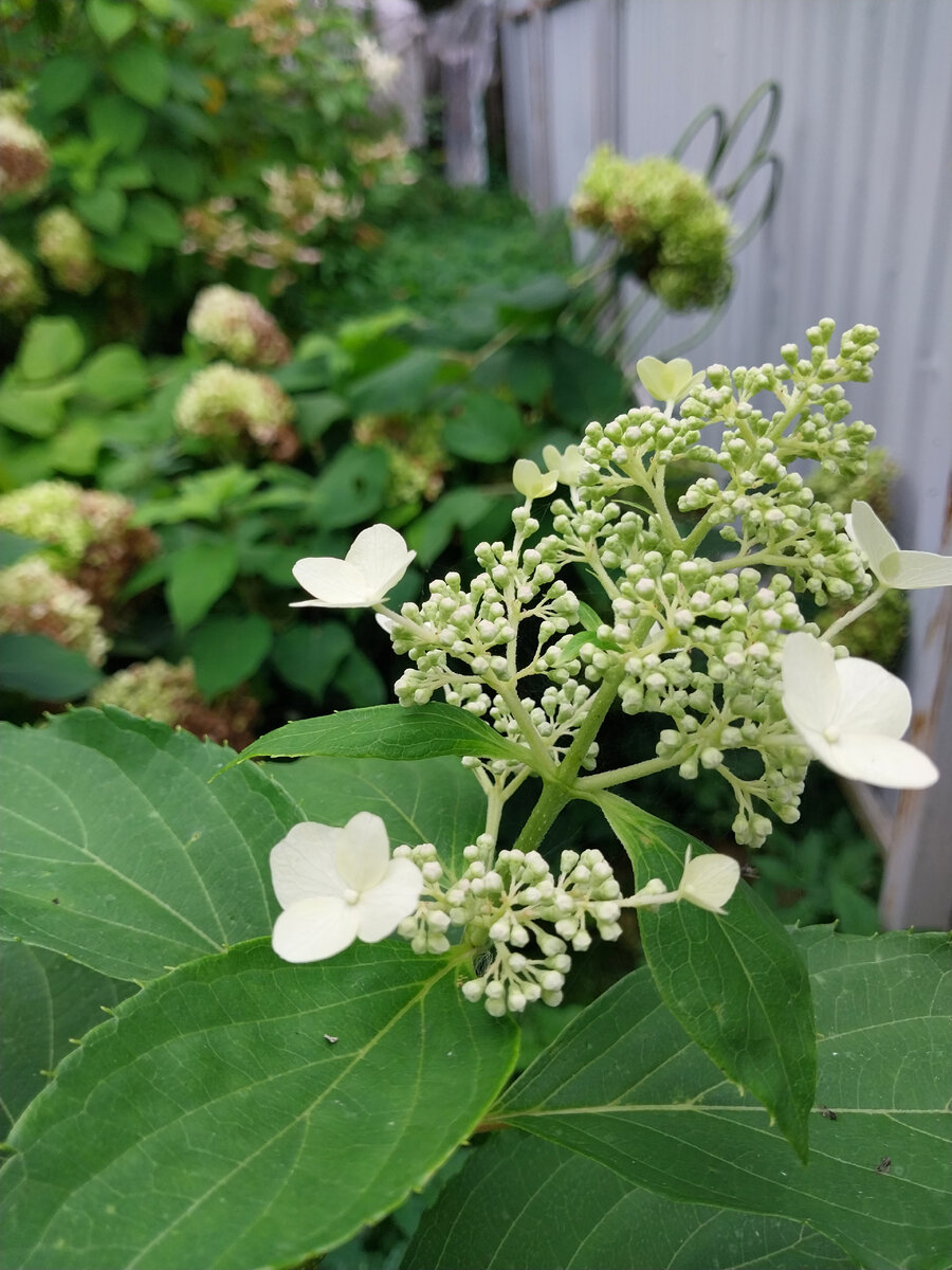 Гортензия October Bride в моем саду. Осень 2023.