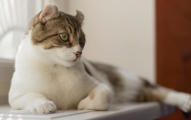 Домашние кошки, как правило, не агрессивны