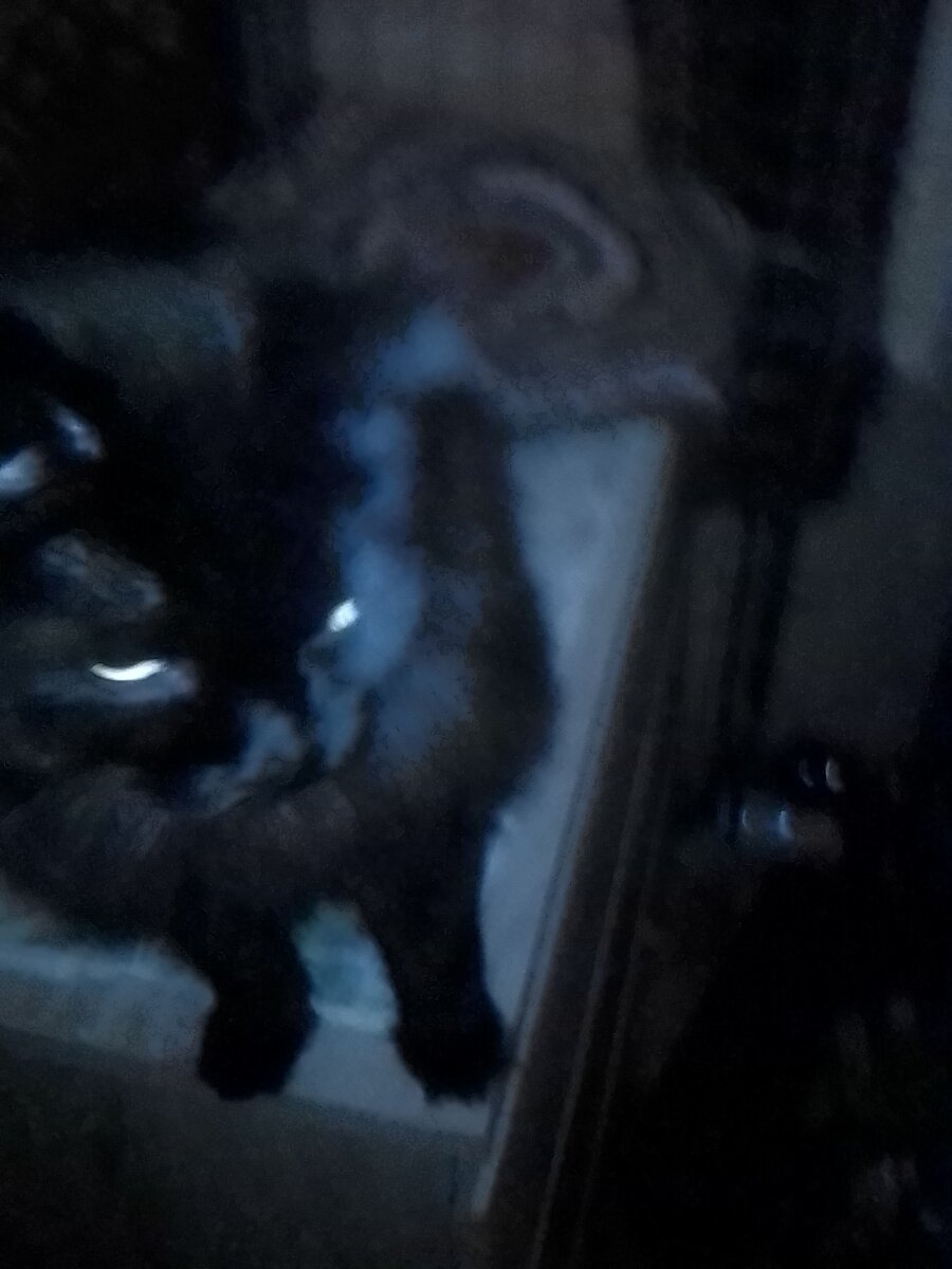 Котейка 