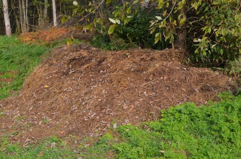 Эффективная ловушка от медведки осенью. Как просто и легко избавиться от вредителя овощей на огороде за один сезон