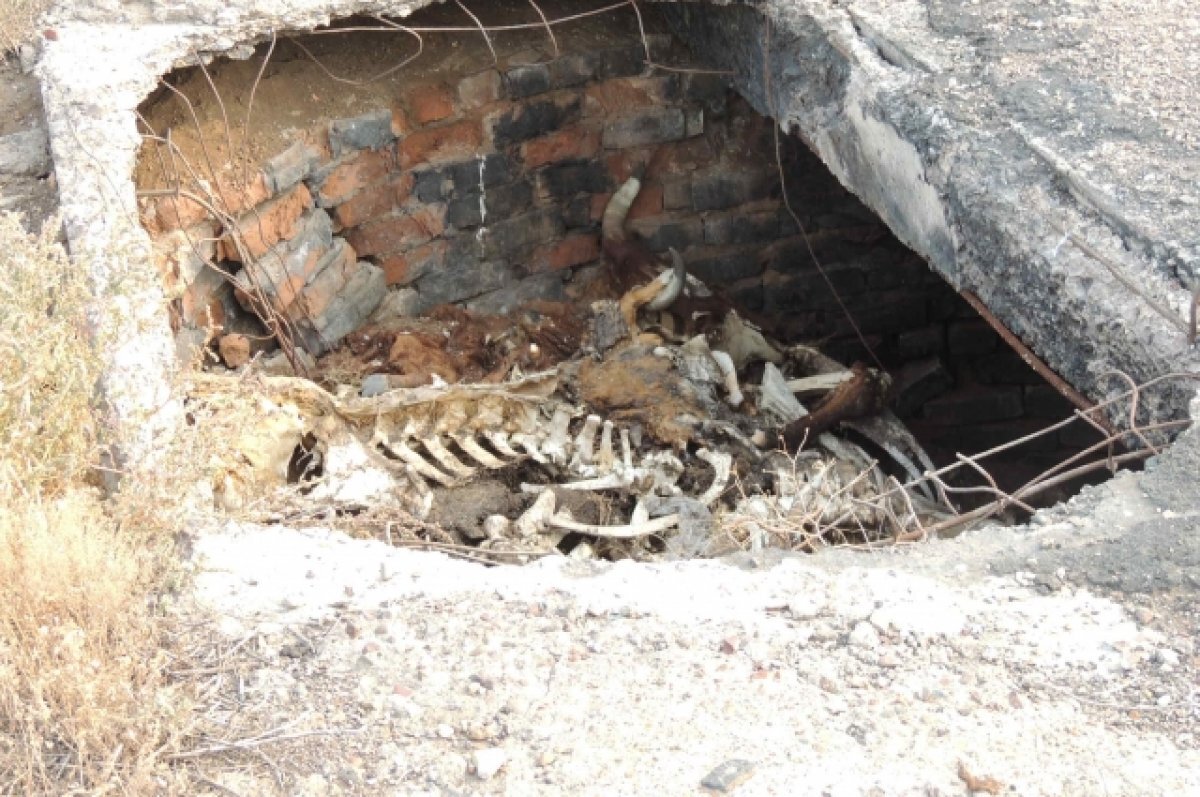    88 скотомогильников ликвидируют в Оренбуржье.