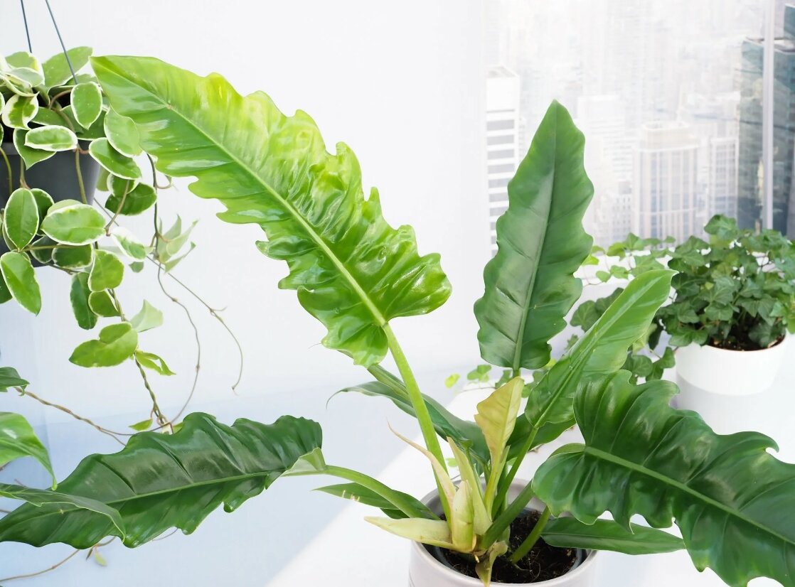 Филодендрон "Нэрроу Эскейп"