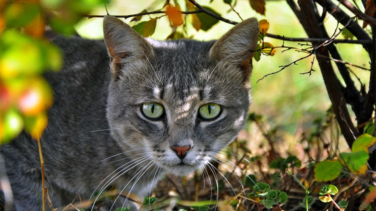 Что такое счастье | Animals | Дзен