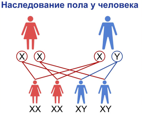 Сцепленное наследование генов. Хромосомная теория наследственности