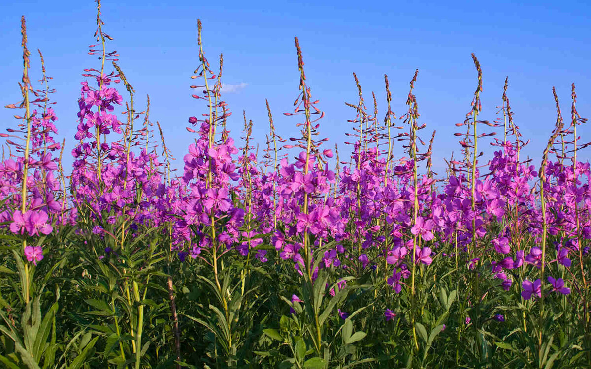 Иван-чай готов к сбору: цветение начинается снизу "свечки" и идет вниз, это своего рода "индикация" процесса цветения =)