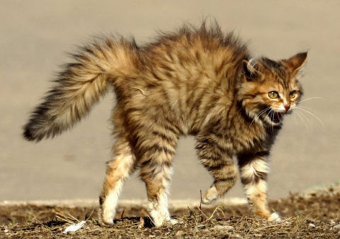  Агрессивное поведение четвероногого – один из основных признаков бешенства