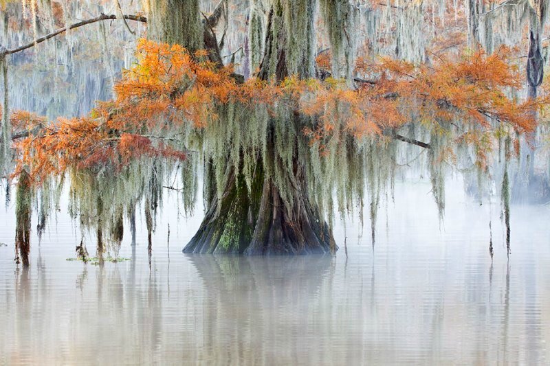 Озеро Каддо (Caddo Lake) - Мастерок.жж.рф - LiveJournal