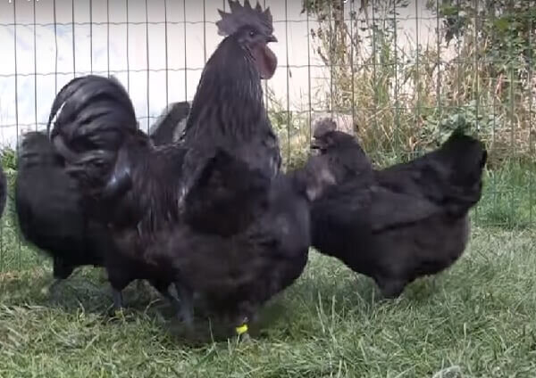 Первые упоминания о породе