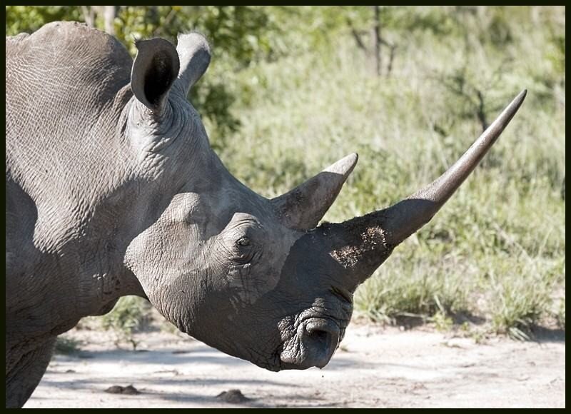 Носорог морда. Носорог с самым длинным рогом. Нос носорога. Носорог с самым длинным рогом. Нос носорога.