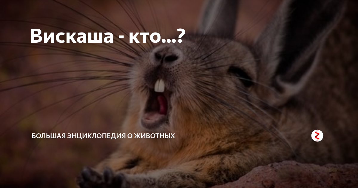 Вискаша - кто...? | Большая энциклопедия о животных | Дзен