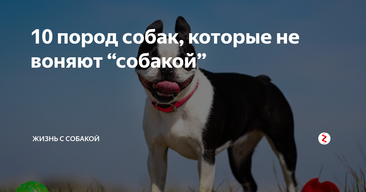 Собаки которые не воняют