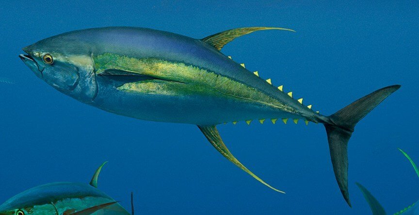 Thunnus albacares