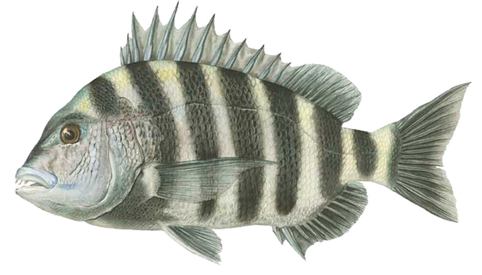 Archosargus probatocephalus