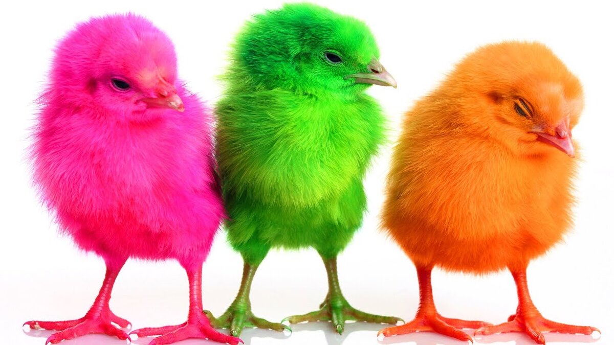  Learn Colors with Colorful Chicks Xylophone Funny Animals Colors Videos for Kids Toddlers 