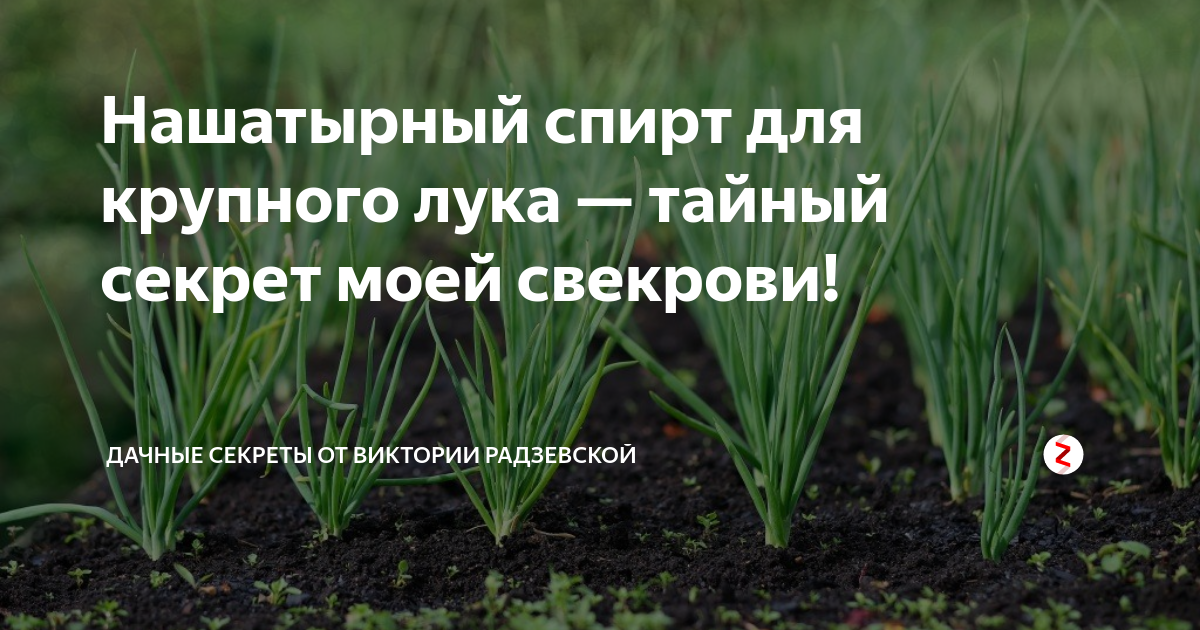 Канал дачные секреты от Виктории Радзевской. Тайна лука. Луковица с секретом текст.