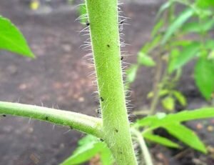 Способ механического уничтожения, пожалуй, можно назвать самым простым, но от этого нисколько не страдает его эффективность. Вот только дело в том, что использовать его нужно только в том случае, когда черной мошки на помидорах еще не слишком много, ведь в противном случае вам ее всю так просто не истребить. А если останется в живых даже малая часть популяции, вы не успеете моргнуть глазом, как она снова вырастет до прежних размеров.