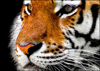 Фото с сайта Pixabay.com 
