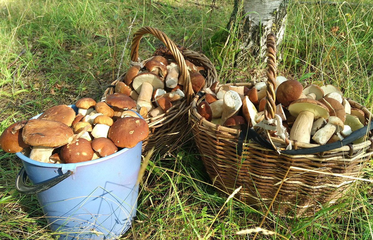 Растет в лиственных, смешанных и сосновых лесах одиночно и группами с конца июня по октябрь. 