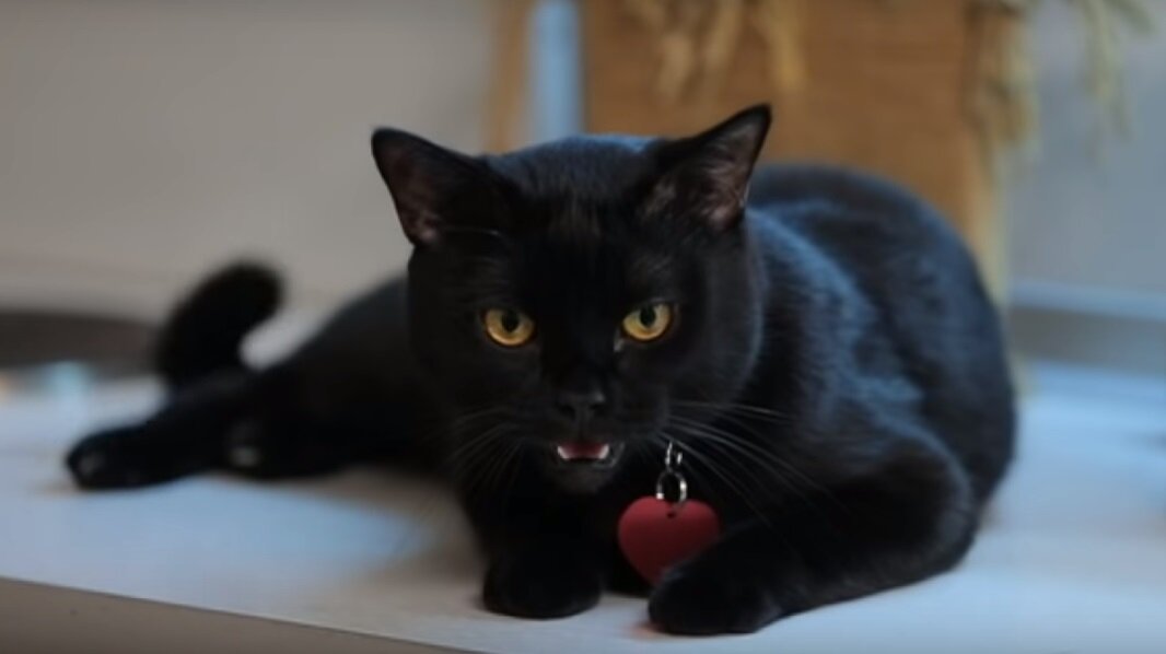 Черная кошка