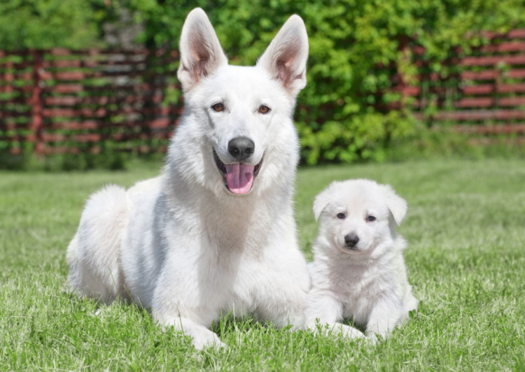 пальцы вверх белоснежной семейке! 😍