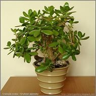 КРАСУЛА ПОРТУЛАКОВИДНАЯ ИЛИ ДЕНЕЖНОЕ ДЕРЕВО