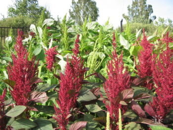 На полный курс лечения может понадобиться от одного до семи литров чистого масла – все зависит от степени онкологии, органа, который поражен раковыми клетками.